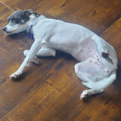 Peppa, a White, Dark-grey, Tan Chihuahua x Jack Russell Dog