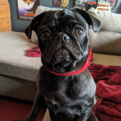 %name%, a %color% %breed% %type%