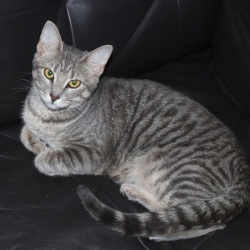 Nora, a Cream, Dark-grey, Light-grey, Black Domestic Shorthair Cat