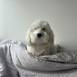 {petName}, a White Miniature Goldendoodle  Dog